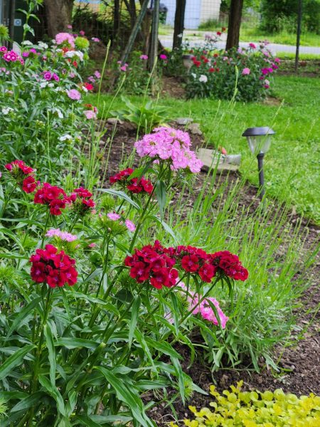 Rockin' Red Dianthus Seeds photo review