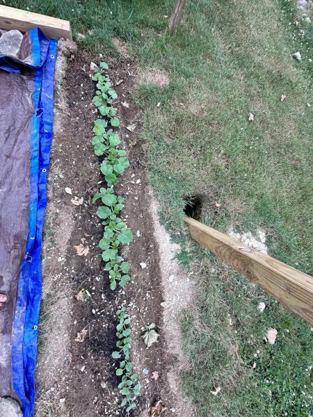 Early Prince Hybrid Pumpkin Seed photo review