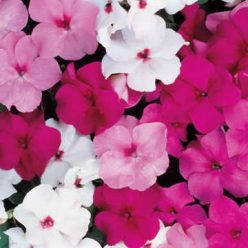 Accent Mystic Hybrid Mix Impatiens Flower Seeds