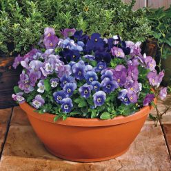Admire Blackberry Mix Viola Seeds