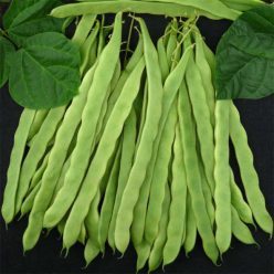 Algarve French Climbing Bean Seeds