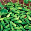Alibi Cucumber Seeds