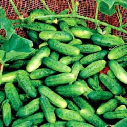Alibi Cucumber Seeds