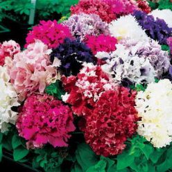 All Double Petunia Mix Seeds