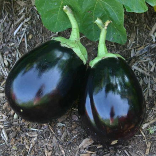 Amadeo Eggplant Seeds - Image 3