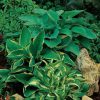 American Crosses Mix Hosta Seeds