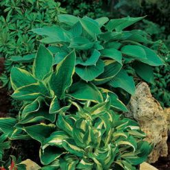 American Crosses Mix Hosta Seeds