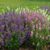 Angelonia Serena Mix Seeds