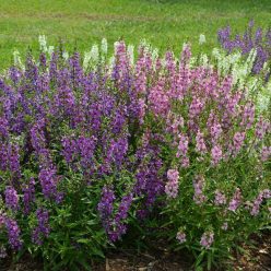 Angelonia Serena Mix Seeds