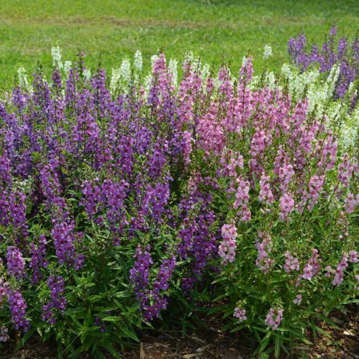 Angelonia Serena Mix Seeds