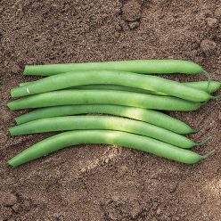 Antigua Organic Bean Seeds