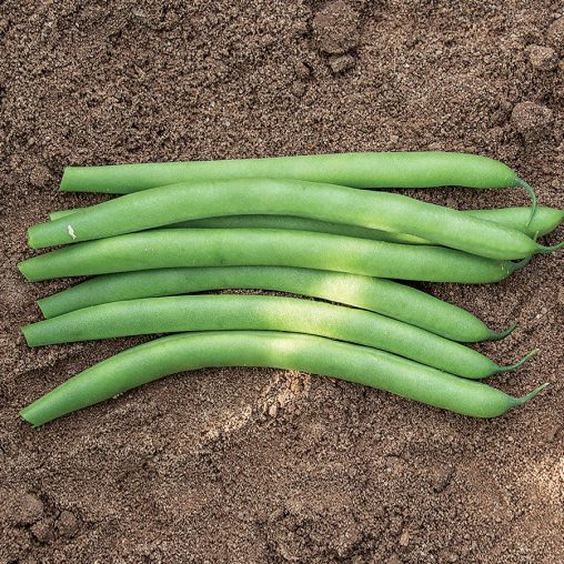 Antigua Organic Bean Seeds