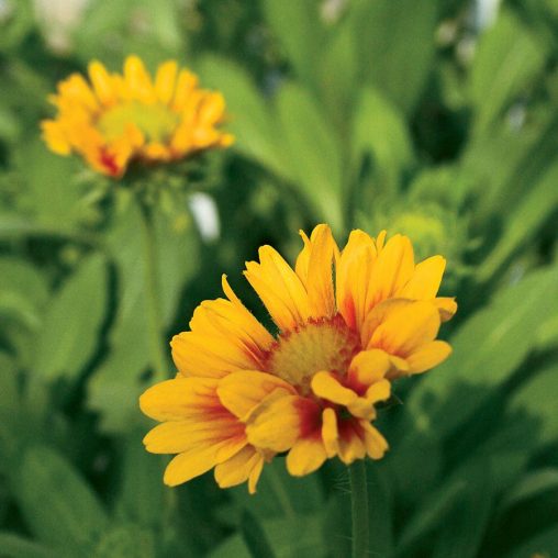 Arizona Apricot Blanket Flower Seeds - Image 3