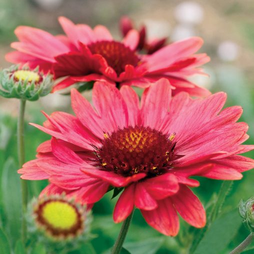 Arizona Red Shades Blanket Flower Seeds - Image 3