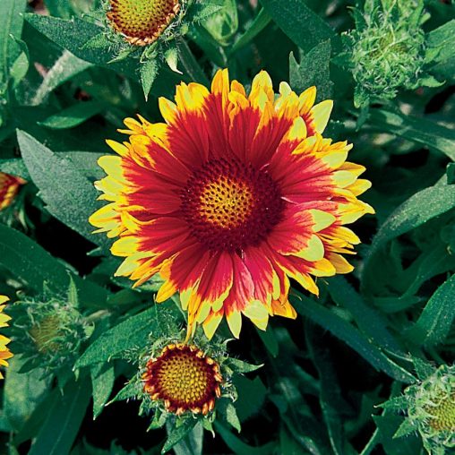 Arizona Red Shades Blanket Flower Seeds - Image 4