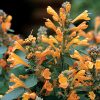 Arizona Sandstone Hummingbird Mint