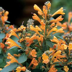 Arizona Sandstone Hummingbird Mint