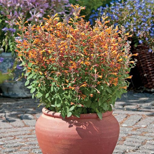 Arizona Sandstone Hummingbird Mint - Image 3