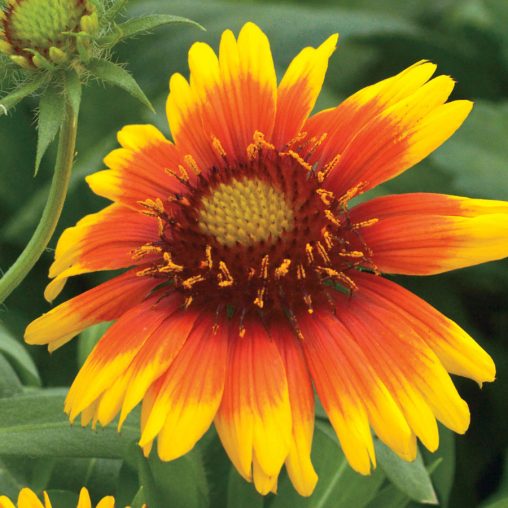 Arizona Sun Blanket Flower Seeds - Image 3