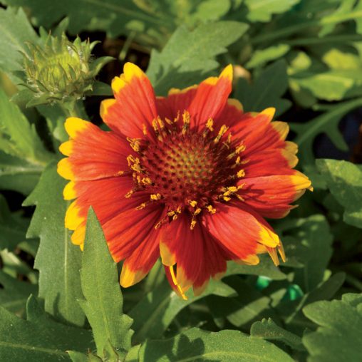 Arizona Sun Blanket Flower Seeds - Image 4