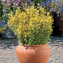 Arizona Sun Hummingbird Mint Seeds
