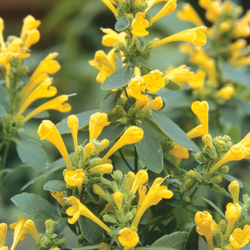 Arizona Sun Hummingbird Mint Seeds - Image 3