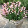Arizona Sunset Hummingbird Mint