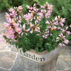 Arizona Sunset Hummingbird Mint