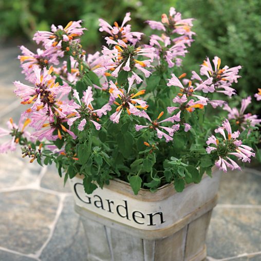 Arizona Sunset Hummingbird Mint
