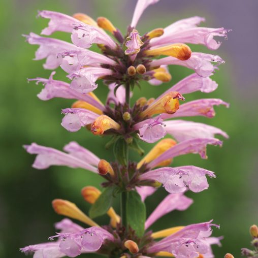 Arizona Sunset Hummingbird Mint - Image 3