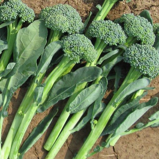 Artwork Hybrid Broccoli Seeds - Image 3