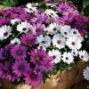 Asti Mix Osteospermum Seeds