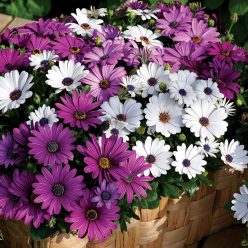 Asti Mix Osteospermum Seeds