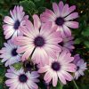 Asti Purple Bicolor Osteospermum Seeds