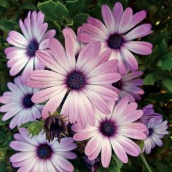 Asti Purple Bicolor Osteospermum Seeds