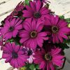 Asti Purple Osteospermum Seeds