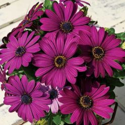 Asti Purple Osteospermum Seeds