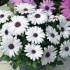 Asti White Osteospermum Seeds