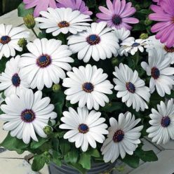 Asti White Osteospermum Seeds
