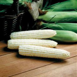 Avalon Triplesweet Hybrid Corn Seeds
