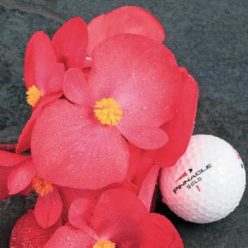 BIG Rose with Bronze Leaf Begonia Seeds