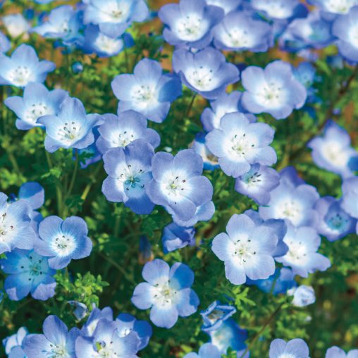 Baby Blue Eyes - Image 2