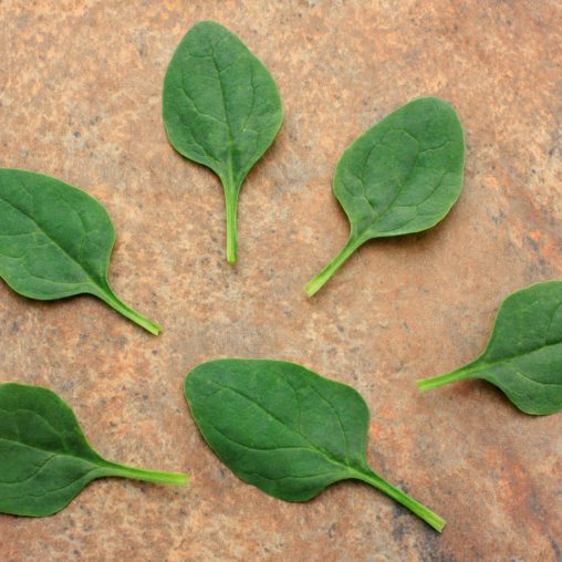 Baby Leaf Riverside Spinach Seeds - Image 3