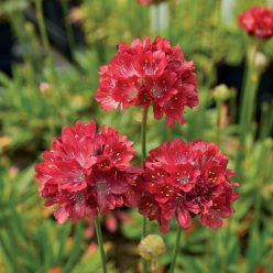 Ballerina Red Thrift Seeds