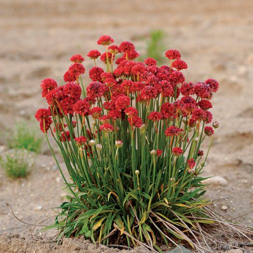 Ballerina Red Thrift Seeds - Image 3
