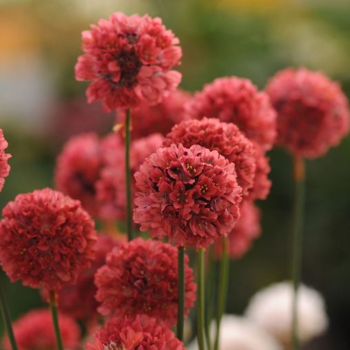 Ballerina Red Thrift Seeds - Image 4