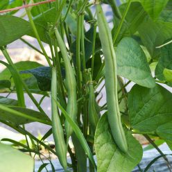 Bean Flagrano