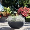 Bed Head Cushion Bush Seeds