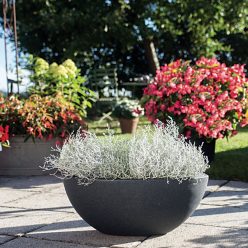 Bed Head Cushion Bush Seeds