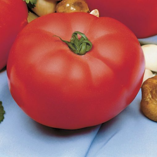 Beefmaster Hybrid Tomato Seeds - Image 3